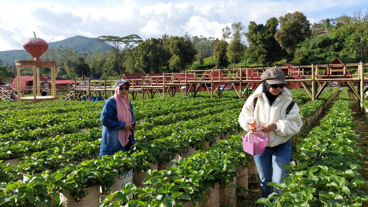 3. Kebun Strawberry Ciwidey.jpg