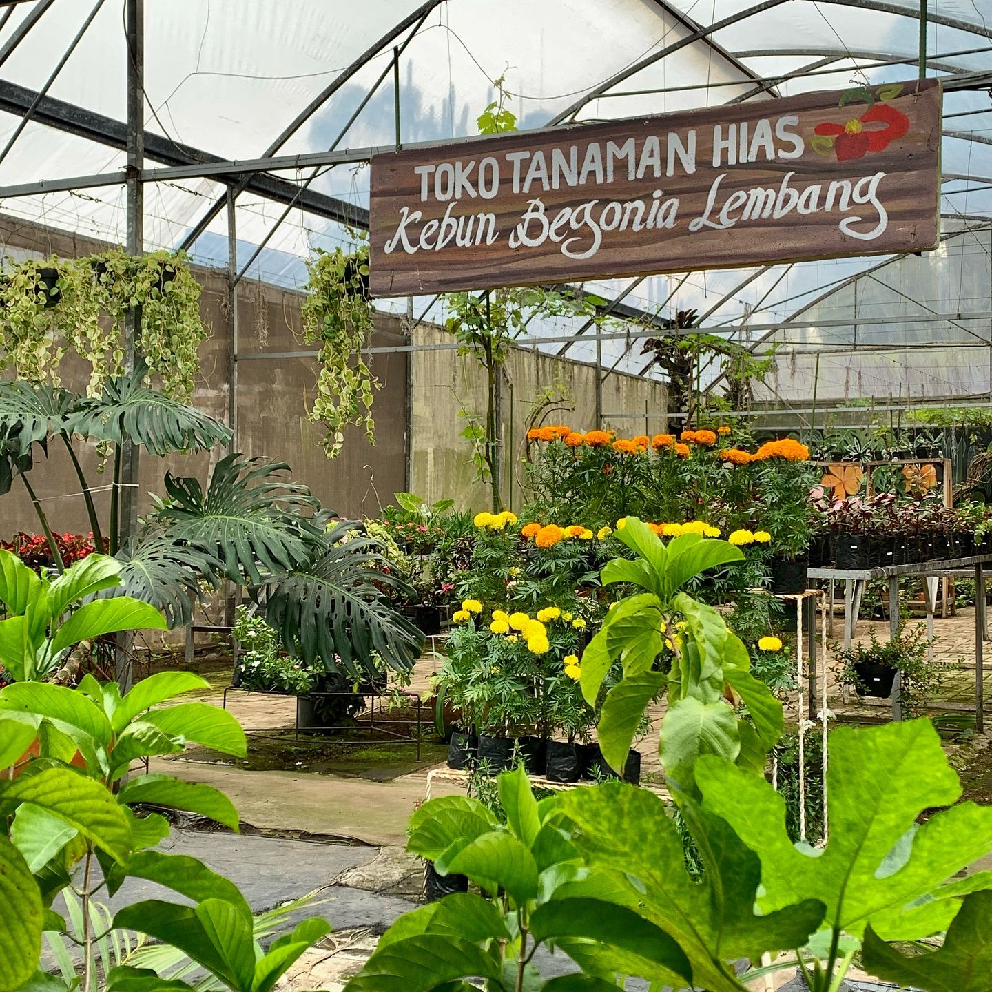 4. Kebun Begonia Lembang.jpg