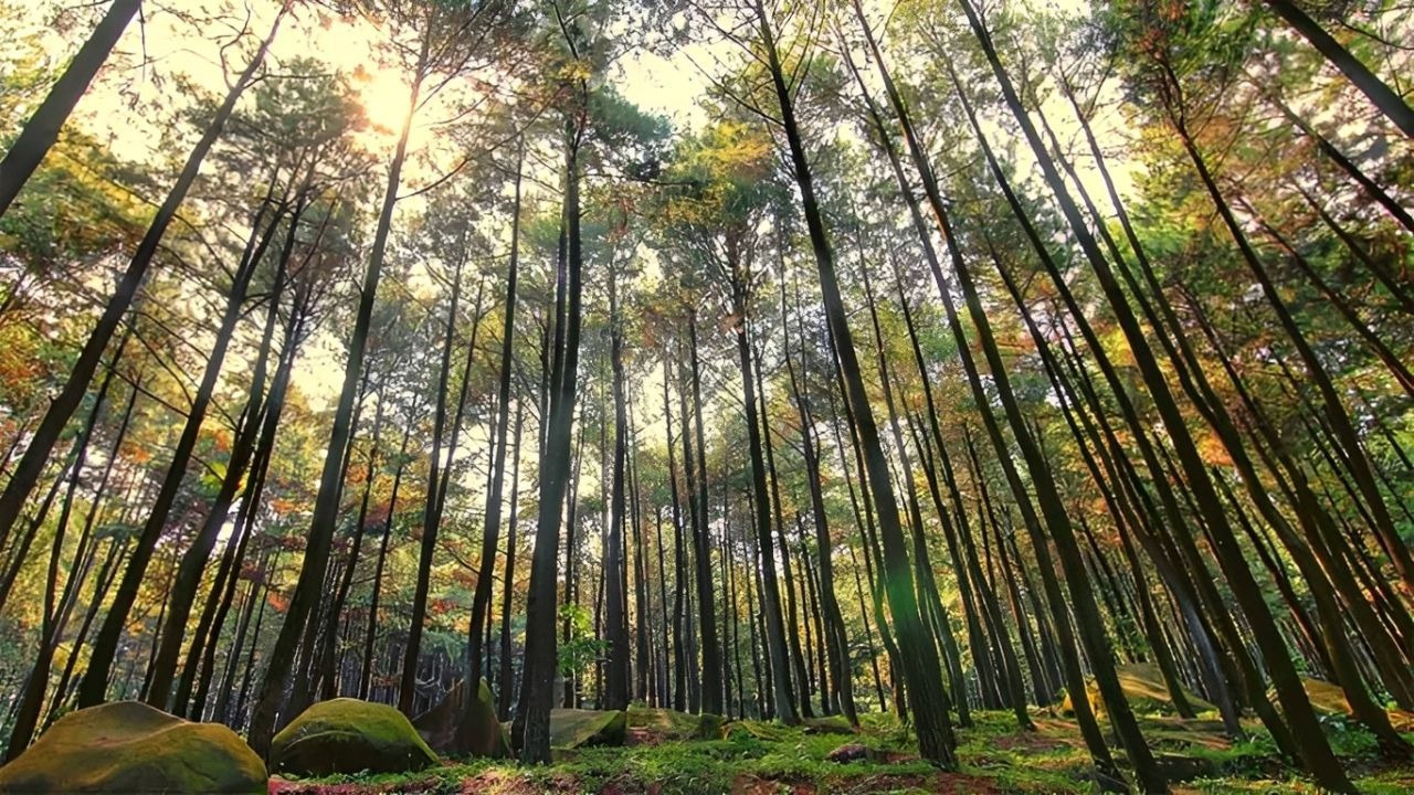 Hutan Pinus Mangunan.jpg