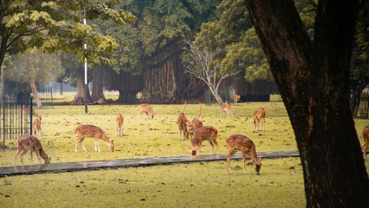 Kebun Raya Bogor.jpg