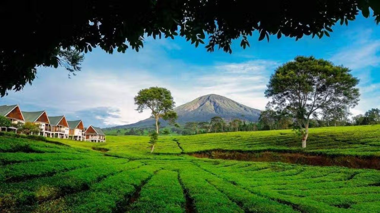 Kebun Teh Dempo.jpg