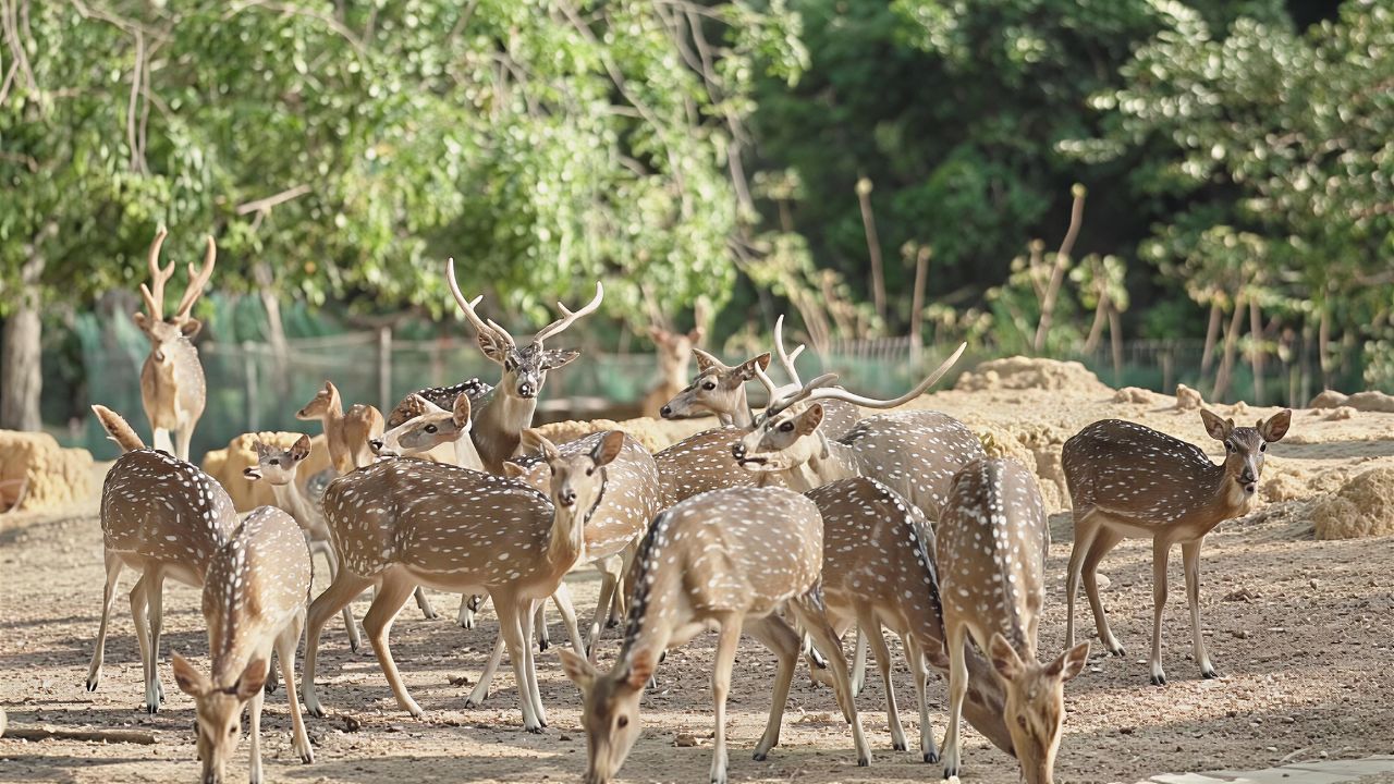 Lokasi dan Rute Menuju Taman Rusa Sekupang Batam.jpg