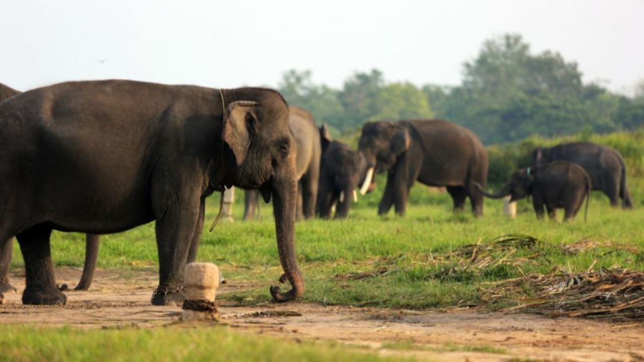 Taman Nasional Way Kambas.jpg