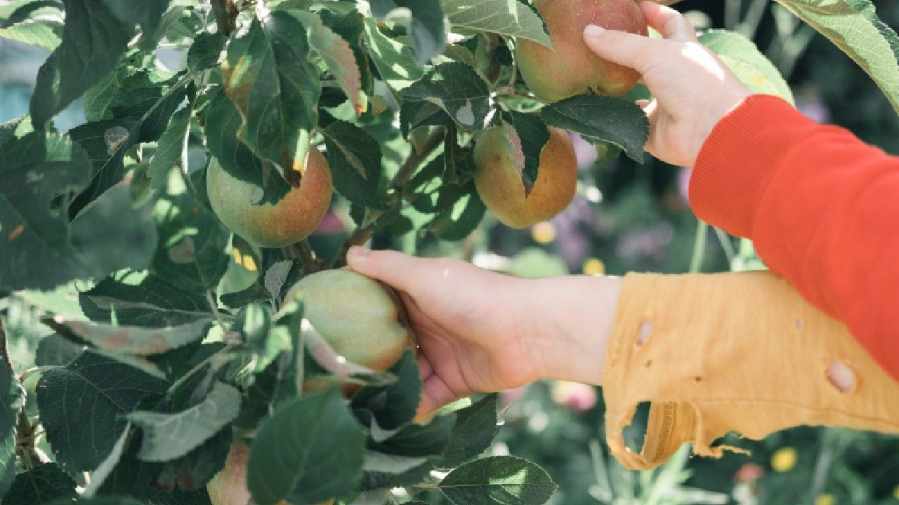 Wisata Petik Apel Agro Rakyat.jpg