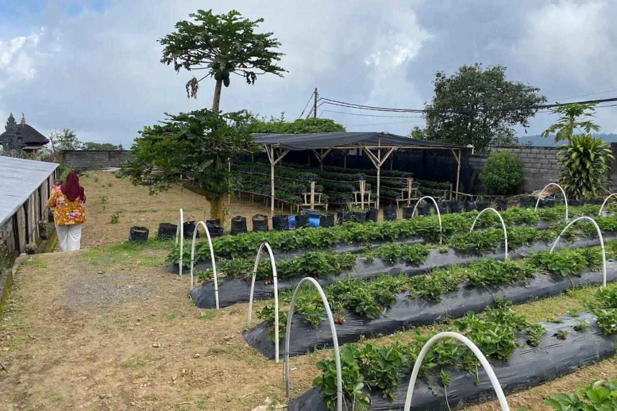bali strawberry panoramic terrace