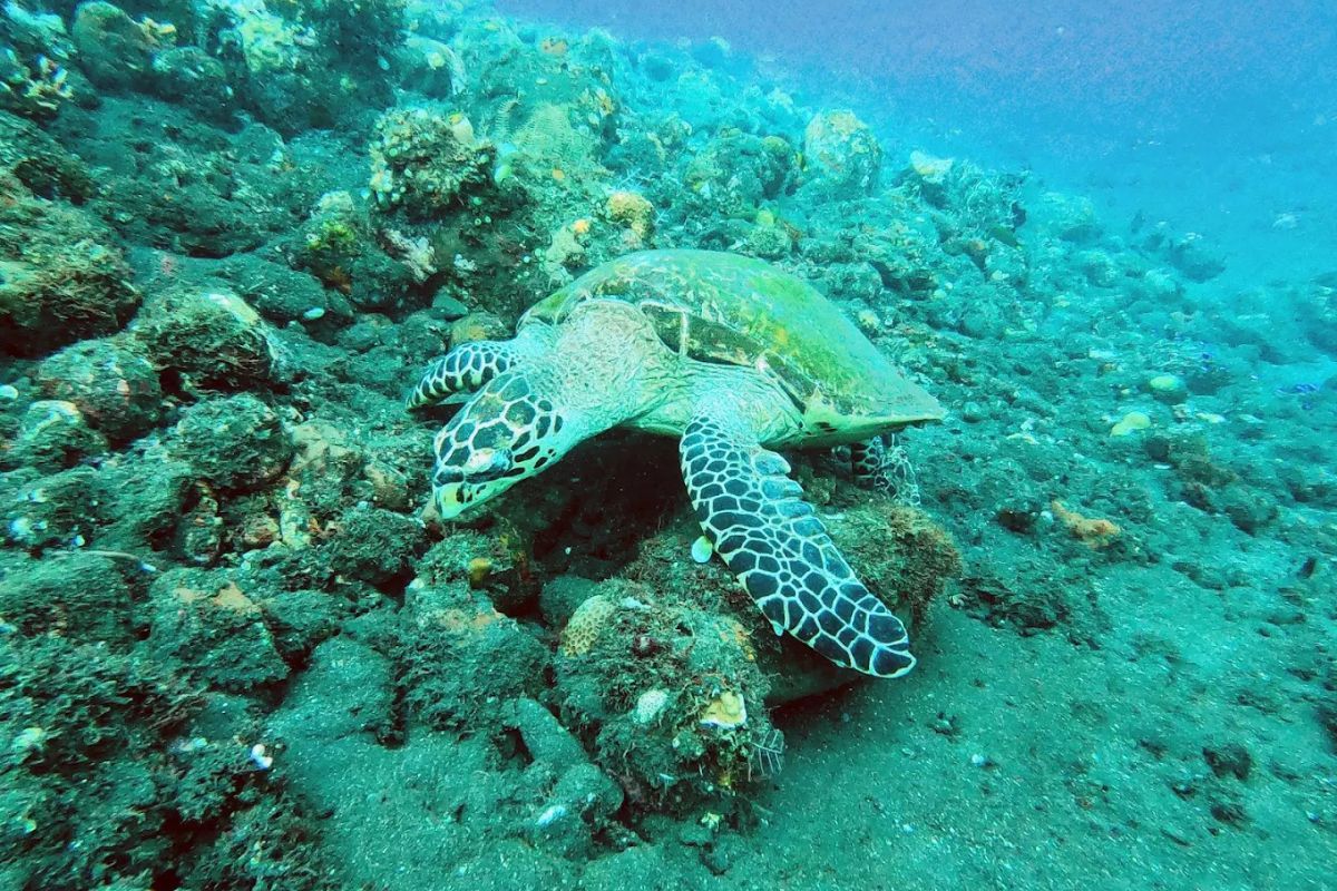 daya tarik gamat bay