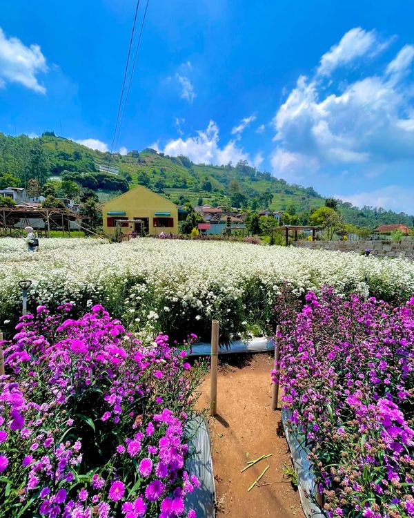 5 Cafe Lembang Hits & Instagramable, View Bagus!