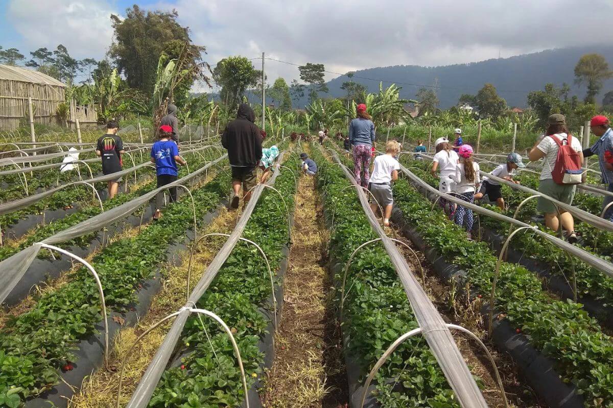 nala strawberry farm