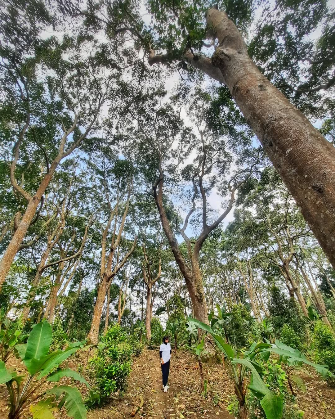 tahura wan abdul rachman.jpg