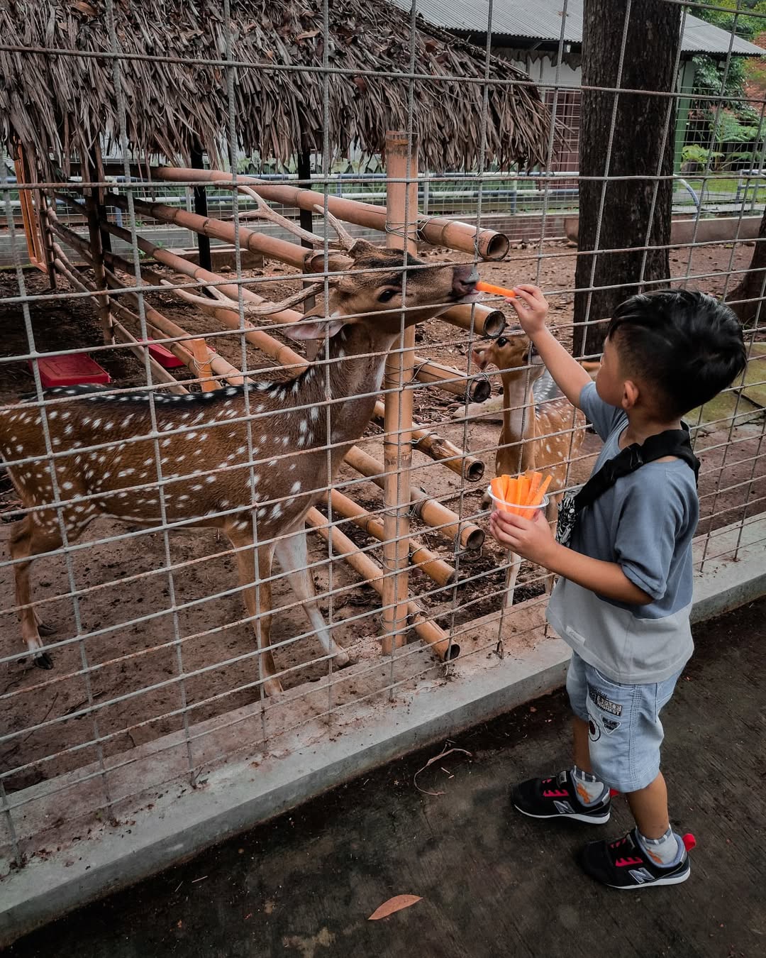 tempat wisata di jember selain pantai, jember mini zoo.jpg