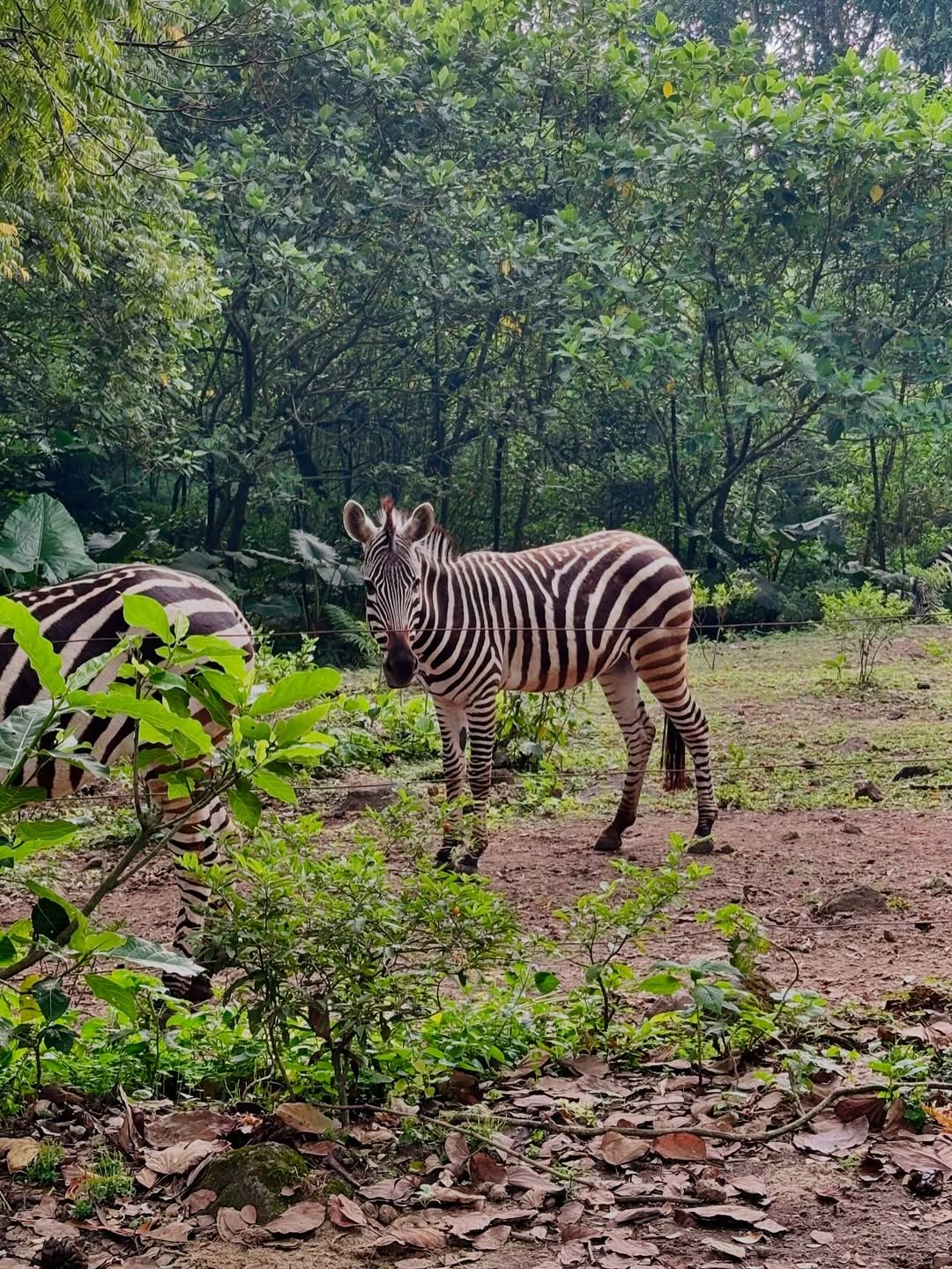 tempat wisata di puncak untuk anak, taman safari.jpg