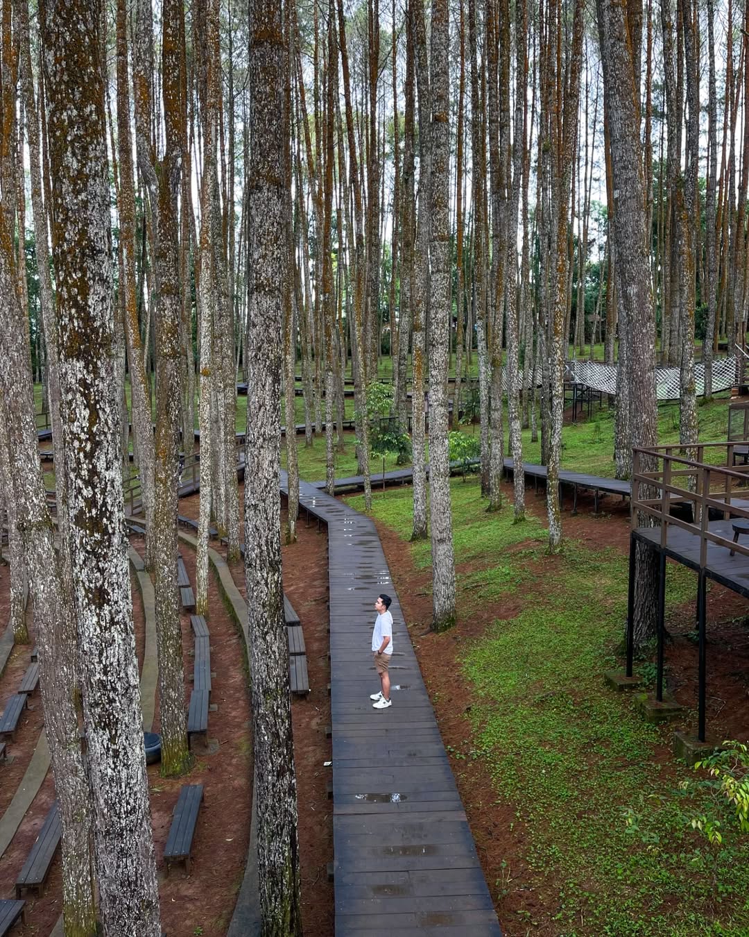 wisata bantul selain pantai, hutan pinus mangunan.jpg